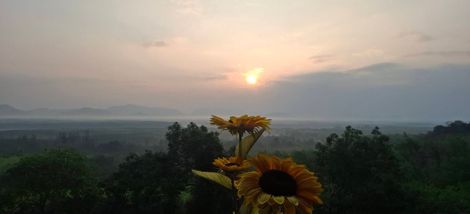 Sunflowers at sunset with a misty Koh Lanta mountain view